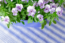 Pansy Plants With Lots Of Flowers In Shades Of Lilac, Violet And Blue Against A Blue Striped Background, Copy Or Text Space