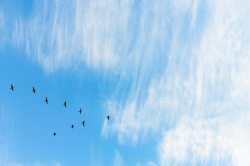 Wall Mural - Migratory birds flying in the shape of v on the cloudy sunset sky. Sky and clouds with effect of pastel colored.