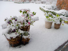 Snow Landscape Of A Garden With A Table With Flowering Hellebore Plants In Wicker Baskets And Terracotta Pots Covered In Snow