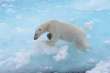 Wall Mural - wild polar bear going in water on pack ice in arctic sea