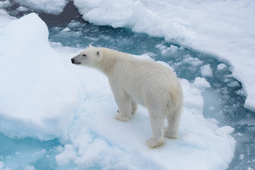 Wall Mural - wild polar bear on pack ice in arctic sea from top, aerial view