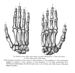 Vintage illustration of anatomy, right hand bones, back and palm view with Italian anatomical descriptions