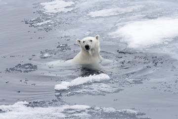 Wall Mural - polar bear (ursus maritimus) swimming in arctic sea close up.