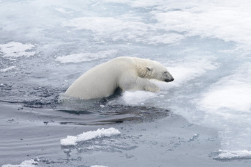 Wall Mural - polar bear (ursus maritimus) swimming in arctic sea close up.