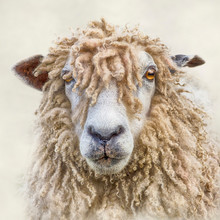 Portrait Of A Leicester Longwool Sheep With Textures Added