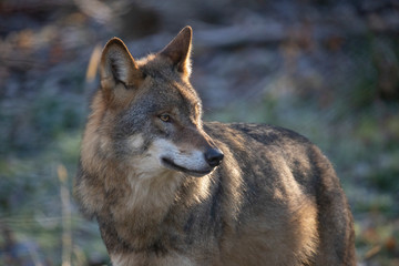  European Wolf, Canis lupus lupus