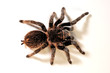 endemische Vogelspinne aus Guatemala (Brachypelma sabulosum) - endemic tarantula from 