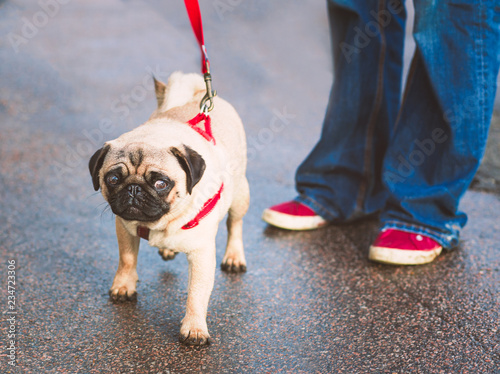 pug with shoes