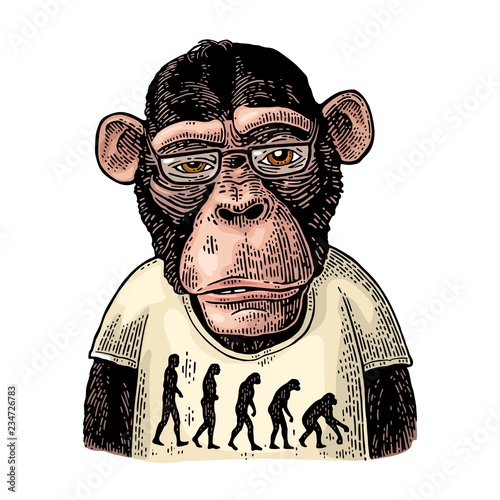 Cuadros en Lienzo Monkeys dressed in a T-shirt with the theory of evolution on the contrary