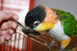 Caique parrot sitting on a bird cage and drinking from a spoon. Human hand holding spoon