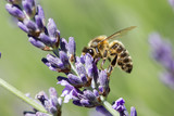 Fototapeta Lawenda - abeille butine lavande