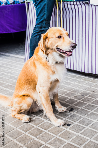 Chien Golden Retriever Assis Auprès De Son Maitre Buy This