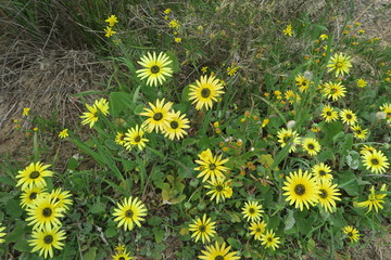 Gelbe BLumen im Gras