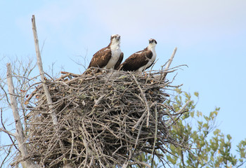 Osprey (Pandion haliaetus) Nesting