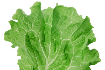 Leaf of lettuce green color closeup.