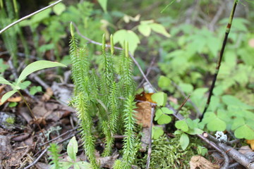 moss in the forest