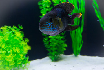 Wall Mural - Green terror fish in aquarium (Andinoacara rivulatus) Spawning Green terror fish in aquarium (Andinoacara rivulatus) beautiul, nature, family, Egs,  Responsible mother and father and caregivers 