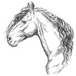 Horse portrait-15