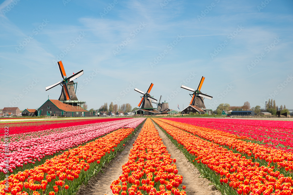 Landscape of Netherlands bouquet of tulips and windmills in the Netherlands. - obrazy, fototapety, plakaty 
