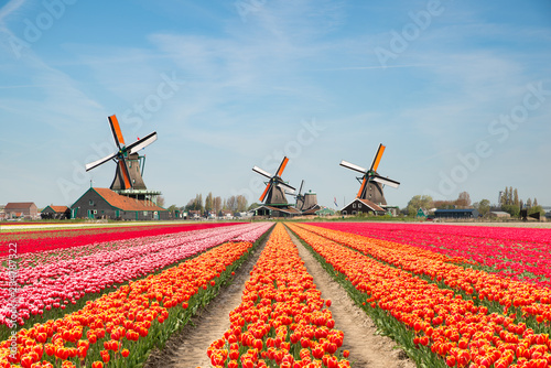 Fotomural Landscape of Netherlands bouquet of tulips and windmills in the Netherlands