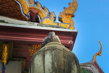 Two Dove. Standing on the roof of the temple. Wat Suthat. The daytime. in bangkok .Thailand