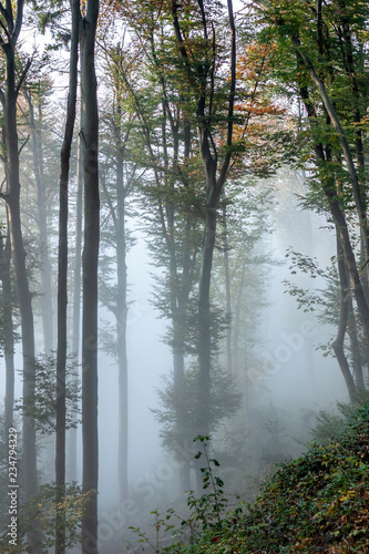 Fotografering mysterious foggy autumn forest with weak sunlight