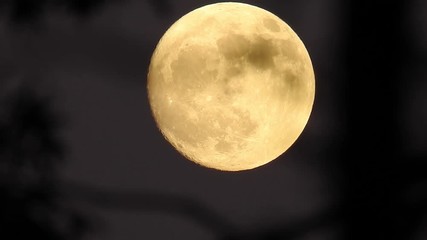 moon in the woods