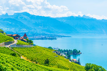 Lavaux Wine Region Near Lausanne, Switzerland