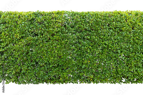 Fotomural Green hedge or Green Leaves Wall isolated,Objects with Clipping Paths