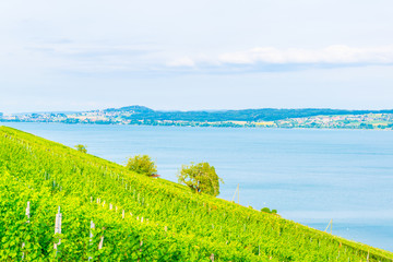 Wall Mural - Vineyards surrounding Bielersee in Switzerland