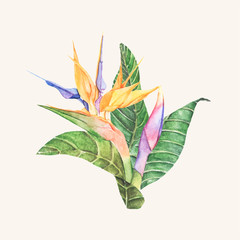 Poster - Hand drawn bird of paradise flower isolated