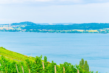 Wall Mural - Vineyards surrounding Bielersee in Switzerland