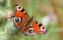 A Peacock Butterfly (Aglais Io ) Perched And Feeding On A Thistle Flower.