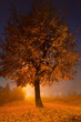 A lonely maple tree in the night lights