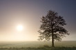 A lonely tree in a early morning mist and with the sun