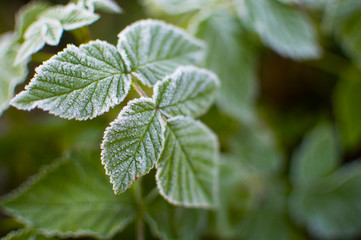 first frost and green leaflets