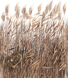 Backgroud wild bird in cane