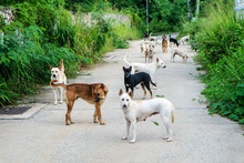 The Stray Dogs Are Waiting For Food From The People Who Have Passed Through The Wilderness