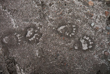 Broun Bear Paw Prints On Wet Sand