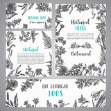 Fototapeta Na sufit - Hand drawn herbs and wild flowers banner Vintage collection of Plants Vector illustrations in sketch style Gift certificate