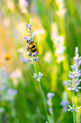 bee on flower