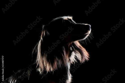 Low Key Silhouette Of A Long Haired Dachshund In A Black Studio