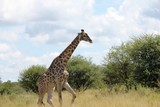 Fototapeta Sawanna - Botswana Tiere Natur