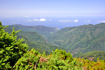 Bispo Forest Park, Madeira Island, Portugal