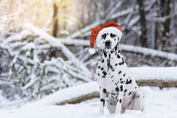 Dalmatian Dog In Winter In Snow. Dog in a hat of Santa Claus in the forest. Black and white spotted dog breed Dalmatian in a red hat. Selective focus