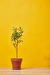 green houseplant in pot on wooden surface on yellow