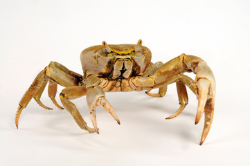 Poster - Westatlantische Landkrabbe (Cardisoma guanhumi) blue land crab