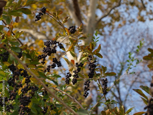 Fotografie, Obraz Wild Berries going at the base of a large Sycamore tree