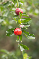 Wall Mural - Fresh Barbados cherry on tree