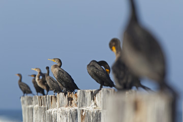 Wall Mural - A group of double-crested cormorants (Phalacrocorax auritus) perched on wooden poles and enjoying the warmth of the sun seen from Fort Myers beach,Florida USA.